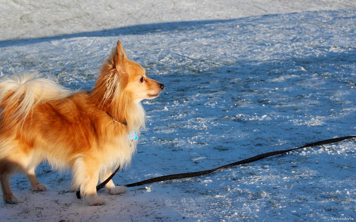 Blanding af racer Vaks [Himmelhund] billede 13