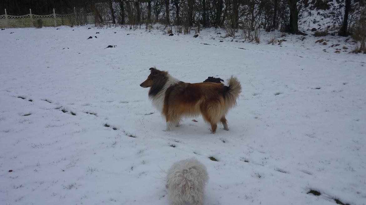 Collie langhåret maggie billede 13