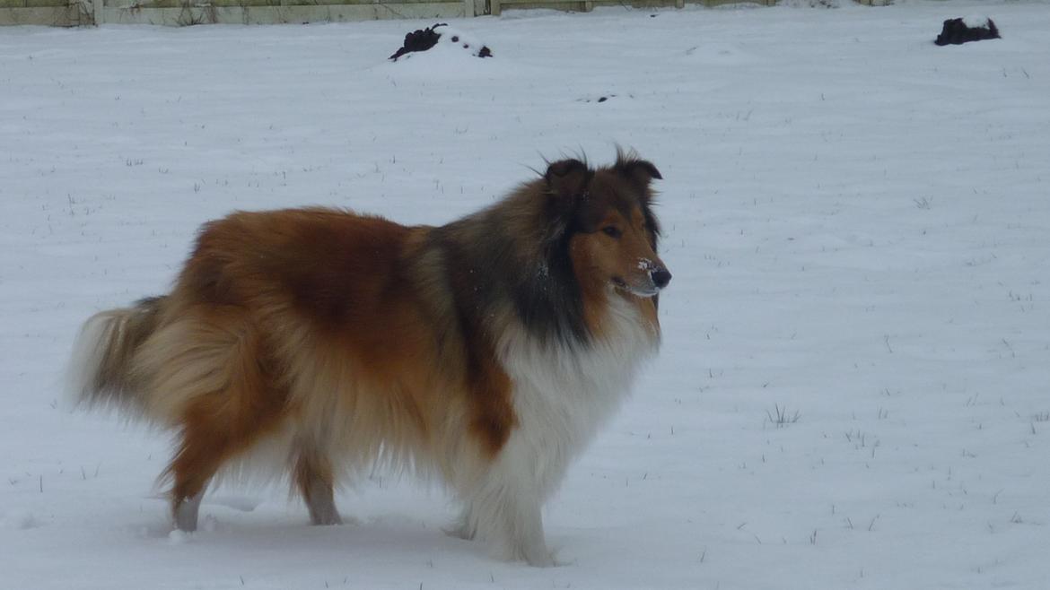 Collie langhåret maggie billede 14