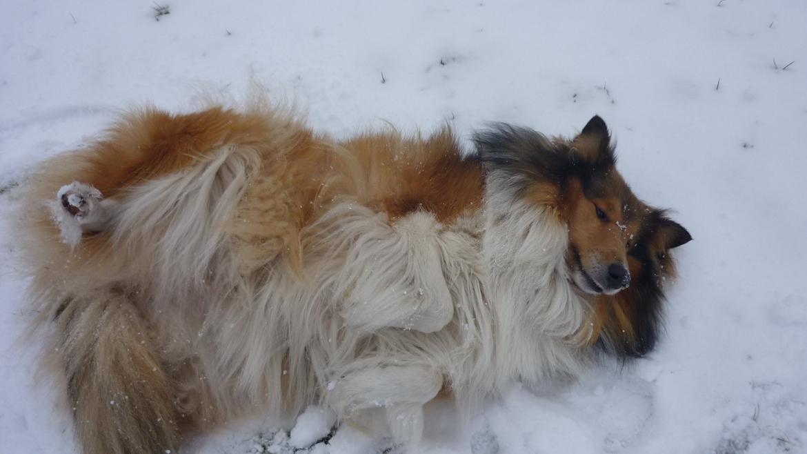 Collie langhåret maggie billede 15