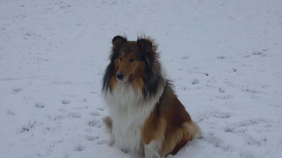 Collie langhåret maggie billede 16