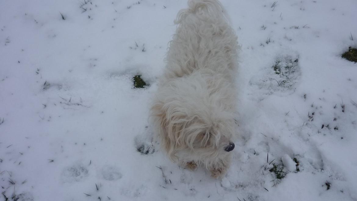 Løwchen CHLOE billede 11