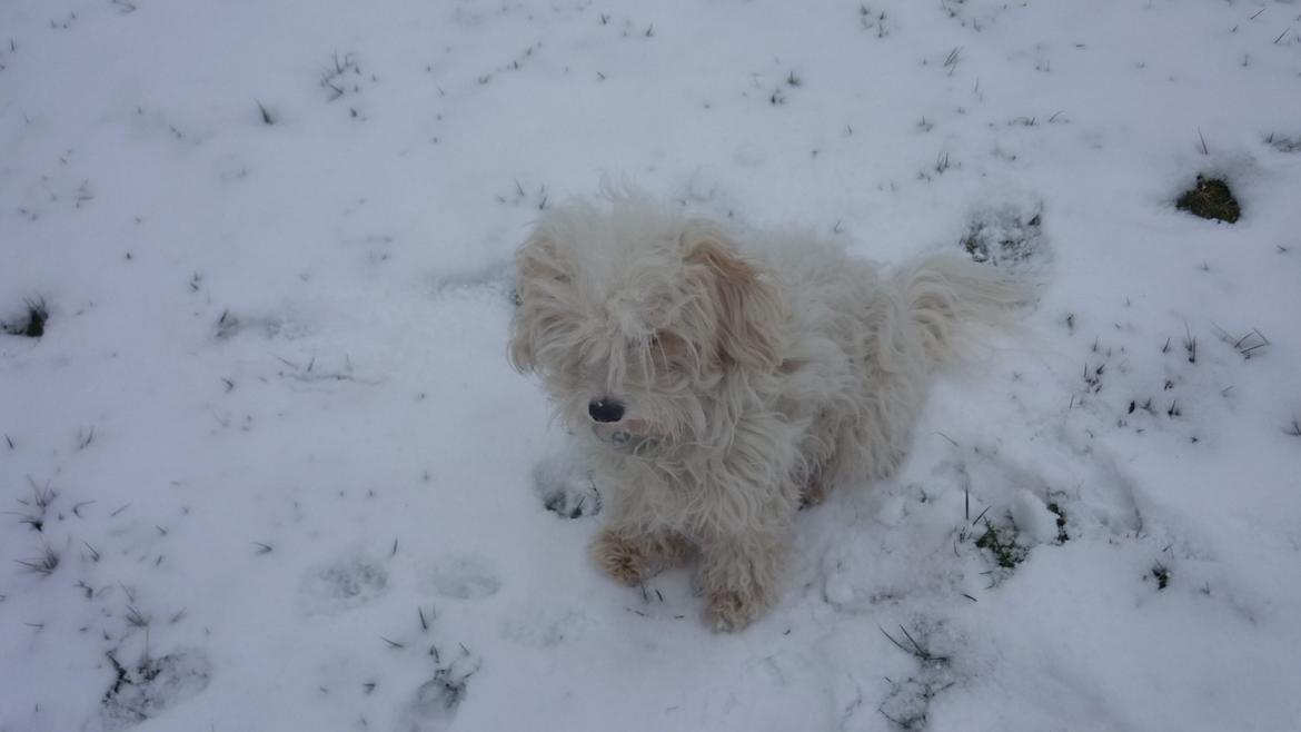 Løwchen CHLOE billede 12