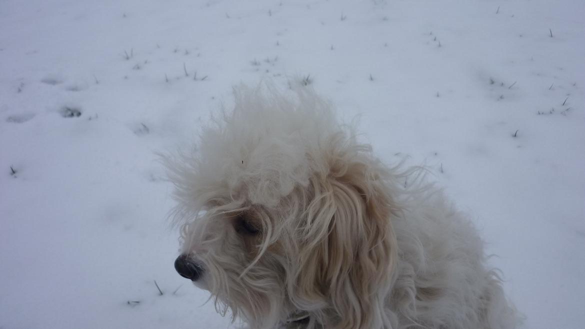 Løwchen CHLOE billede 13