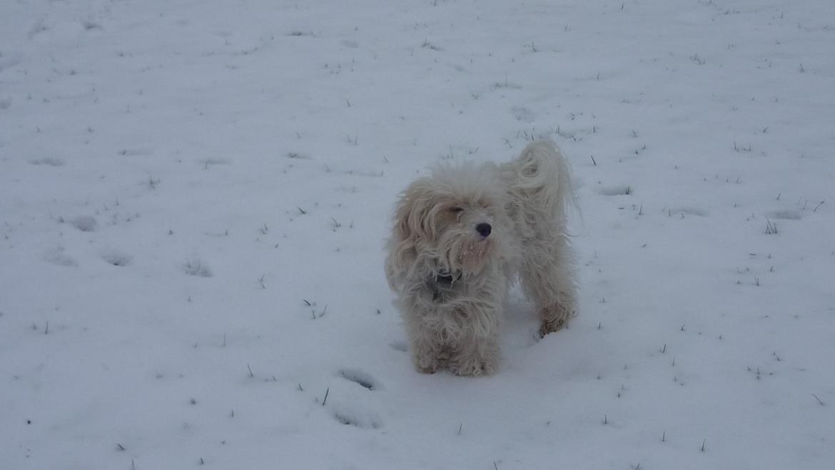 Løwchen CHLOE billede 14