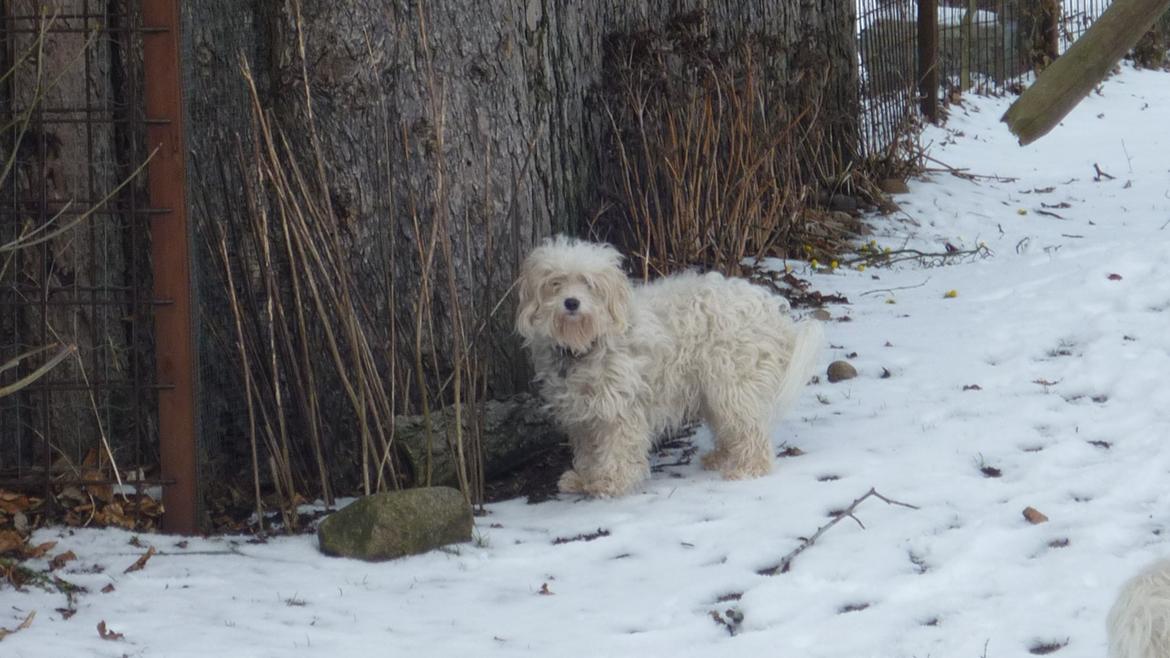 Løwchen CHLOE billede 15