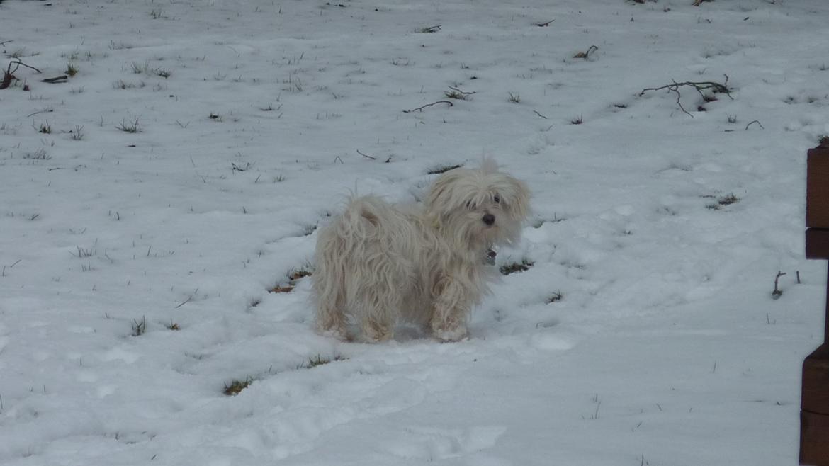 Malteser LULU billede 7