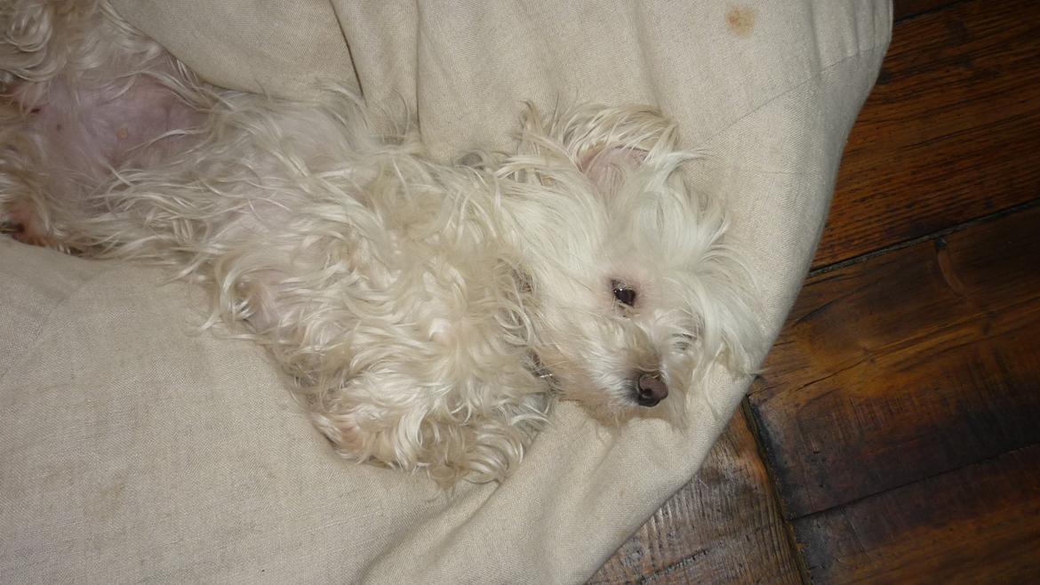 Malteser LULU billede 8