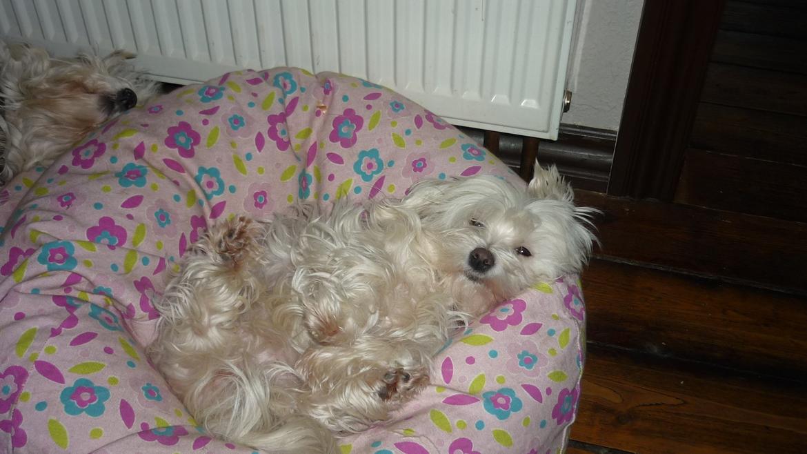 Malteser LULU billede 9