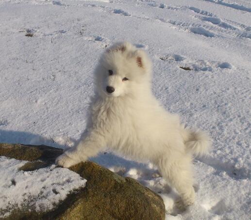 Samojedhund J. CH Cabaka's Yang yang (Bamse) billede 3