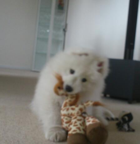 Samojedhund J. CH Cabaka's Yang yang (Bamse) billede 5