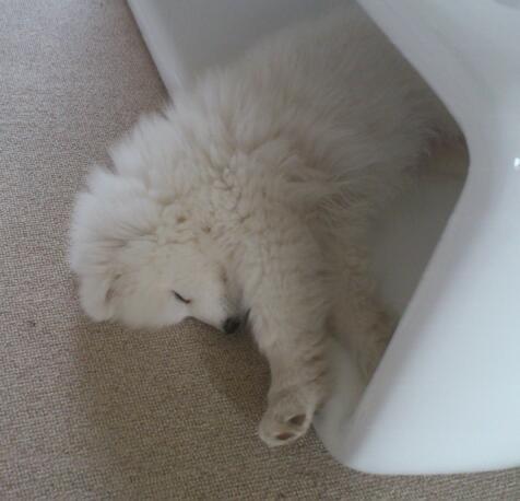 Samojedhund J. CH Cabaka's Yang yang (Bamse) billede 6