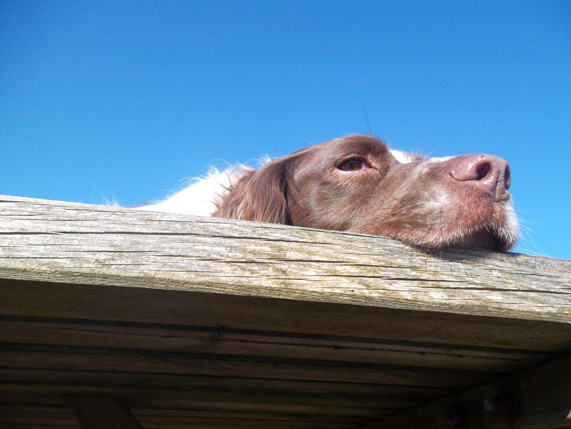 Engelsk springer spaniel White Aslan - Slikker sol:P billede 14
