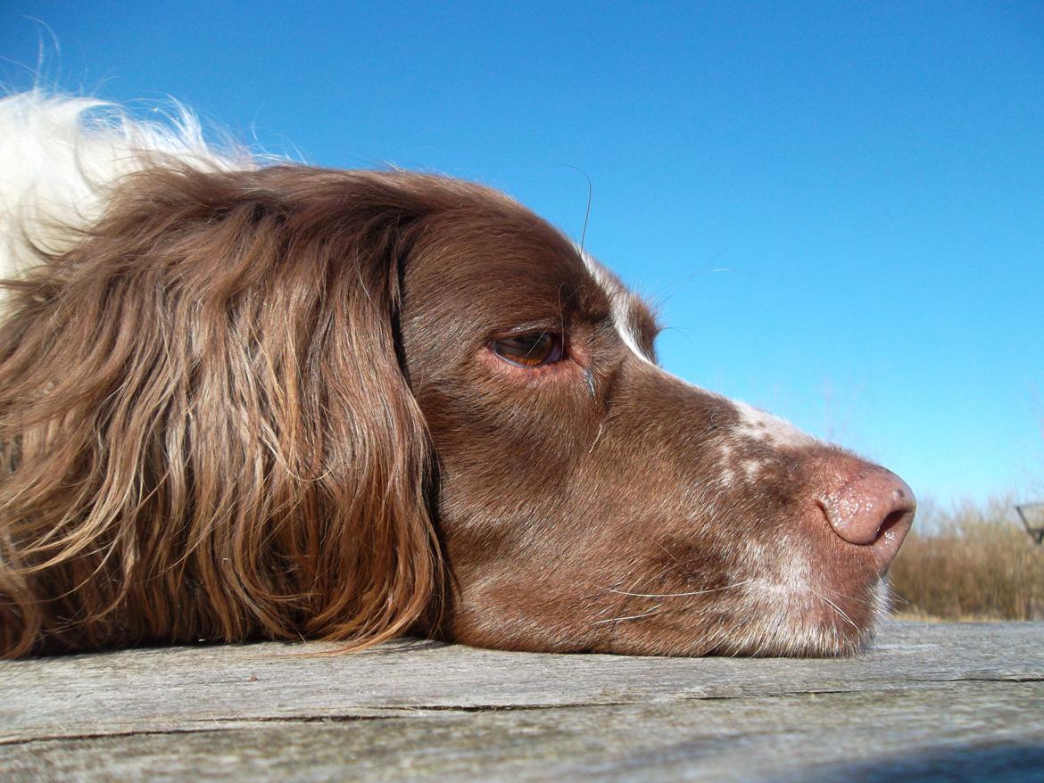 Engelsk springer spaniel White Aslan - Det gu'r med en lur:D billede 15
