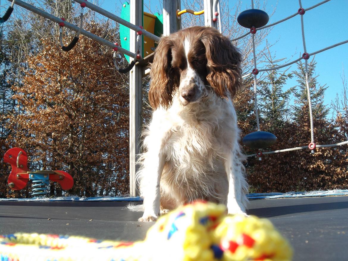 Engelsk springer spaniel White Aslan - Der er noget under mig... :O billede 16