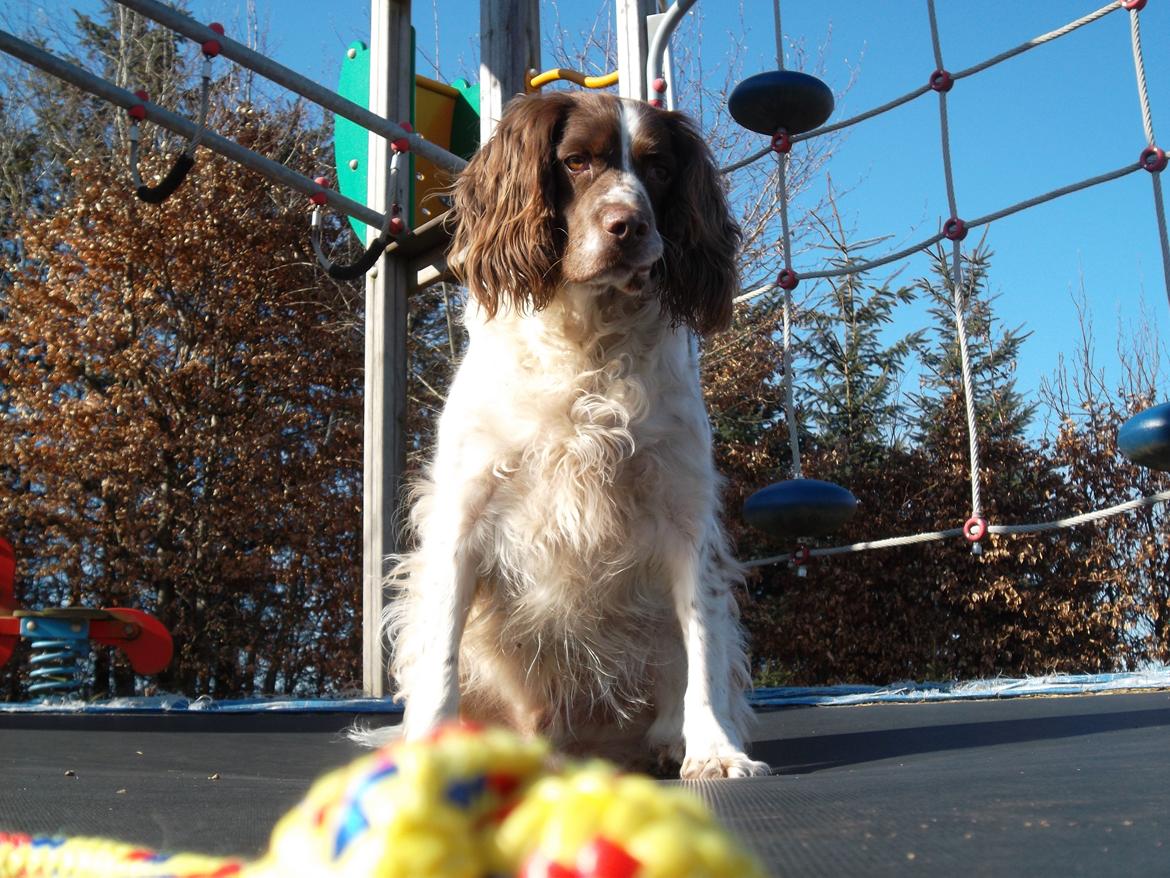 Engelsk springer spaniel White Aslan - Hvad er det? billede 17