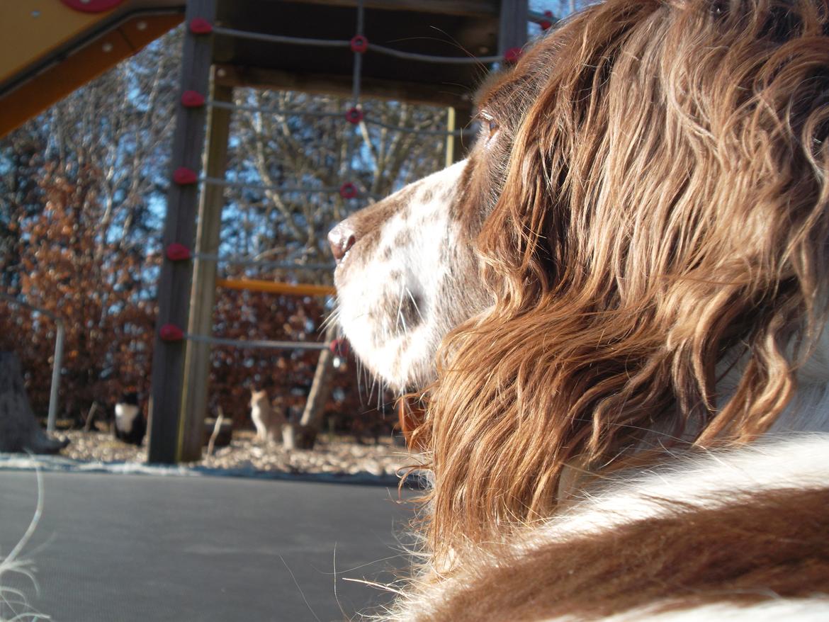 Engelsk springer spaniel White Aslan - Smukke hund! billede 18