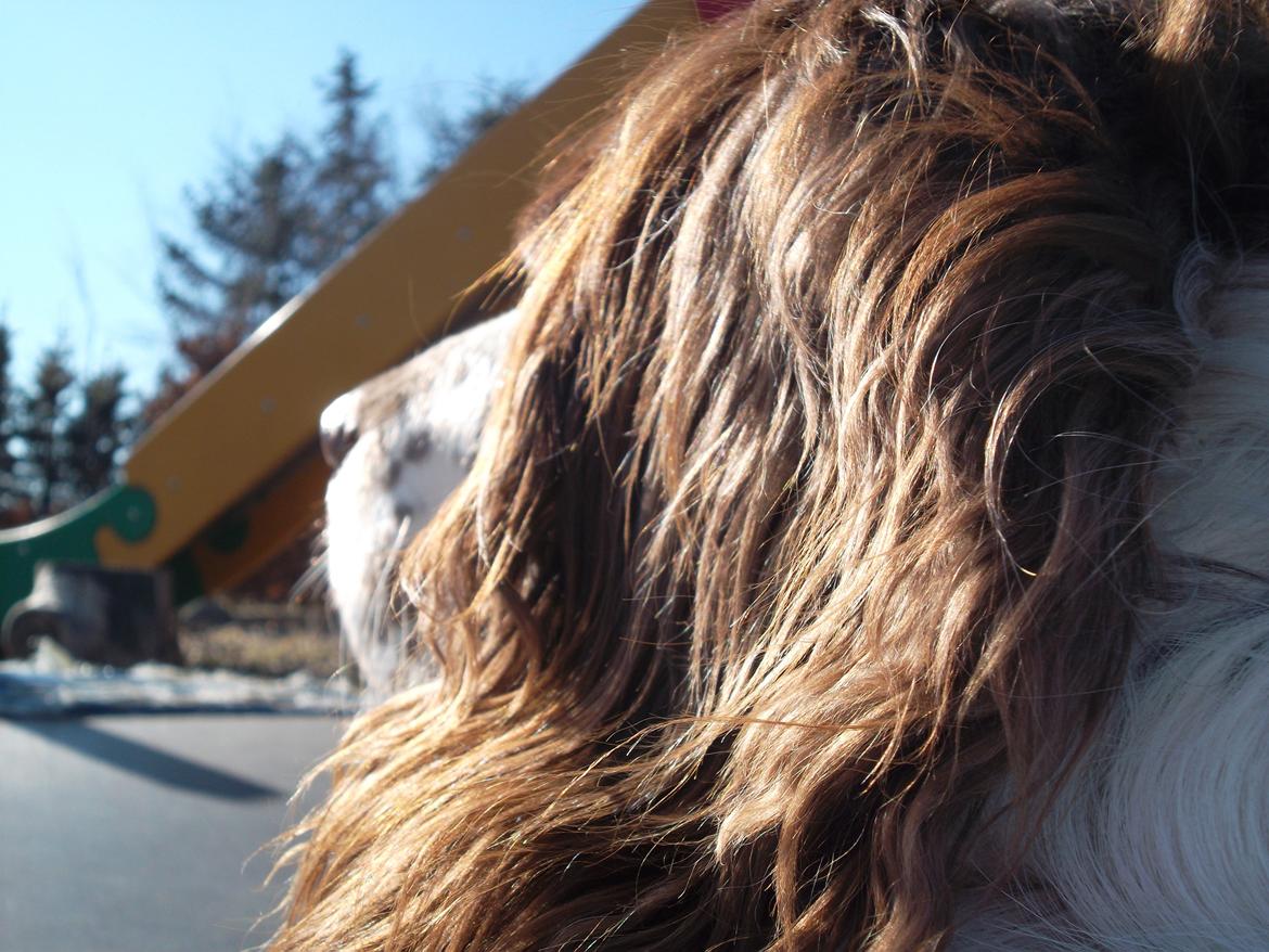 Engelsk springer spaniel White Aslan - Hvad kigger du på? billede 19