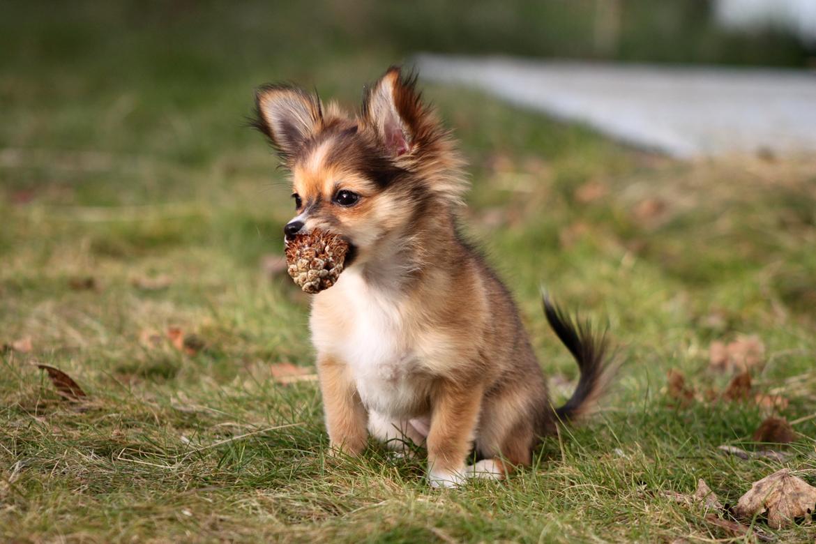 Blanding af racer Luna - lille fotomodel <3 billede 18