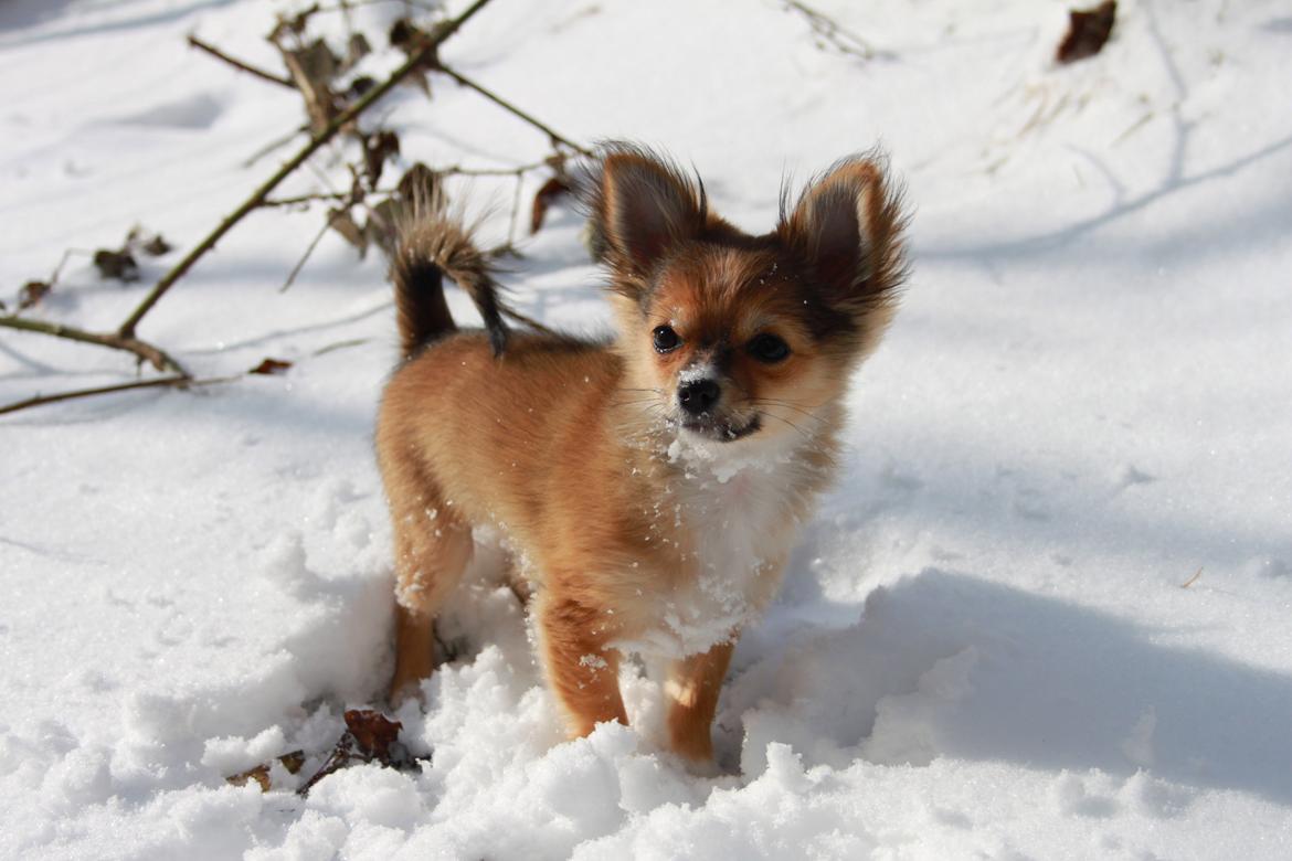 Blanding af racer Luna - altså, nok er sneen kold, men den er godt nok også sjovt! 
14/3-13 billede 22