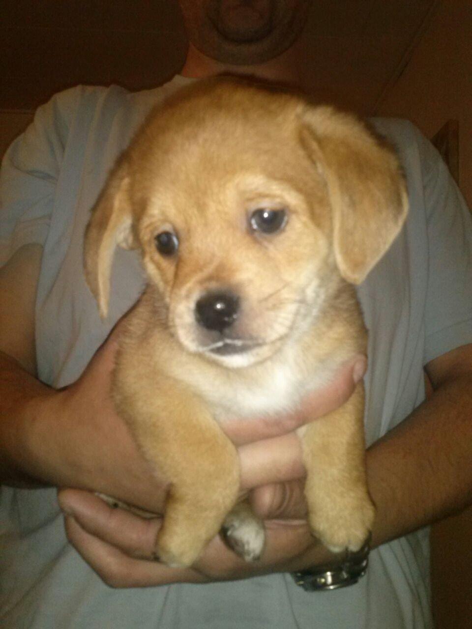 Blanding af racer Schlüter - Schlüter 6 uger gammel billede 8