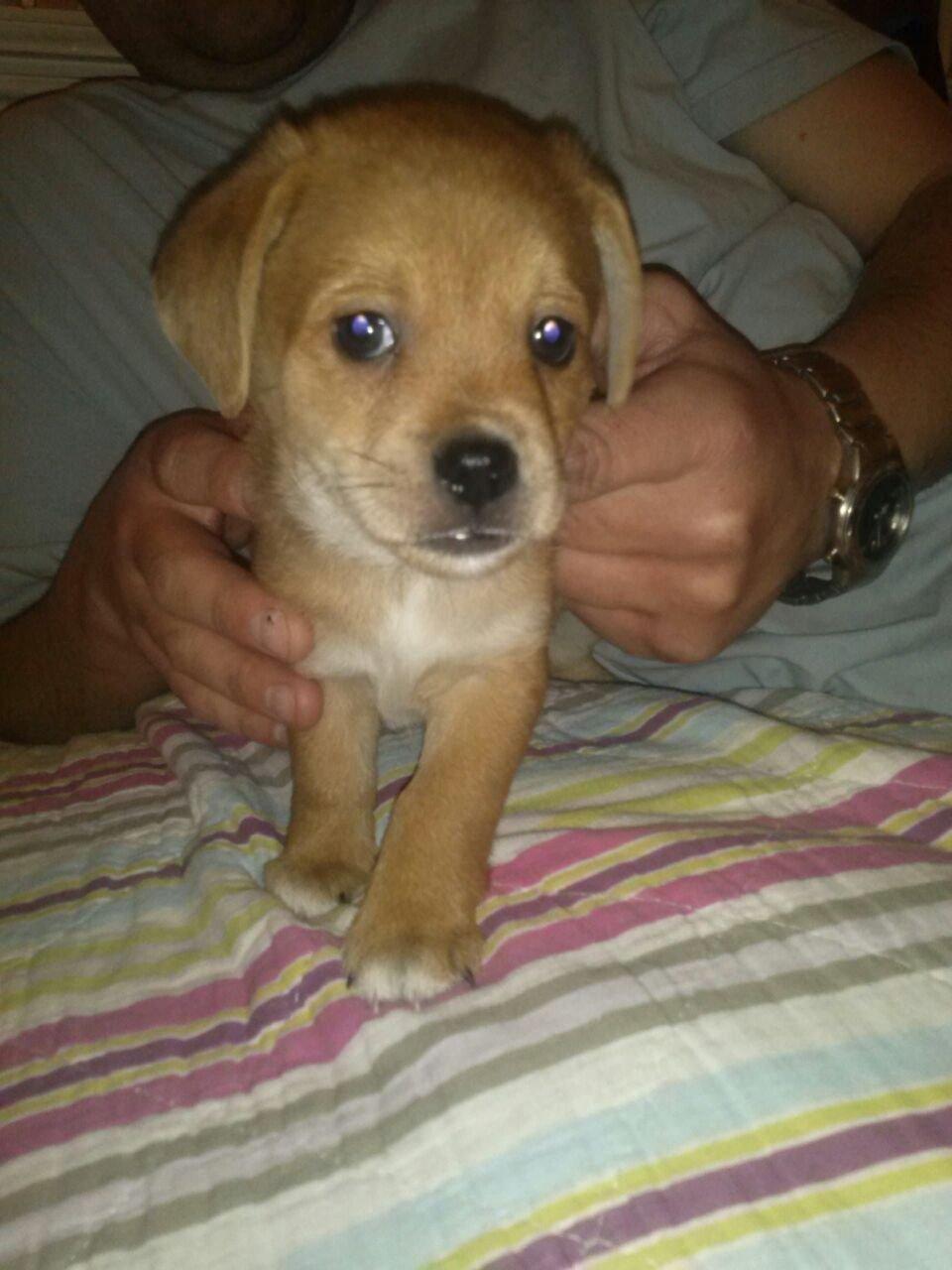 Blanding af racer Schlüter - 6 uger gammel billede 9