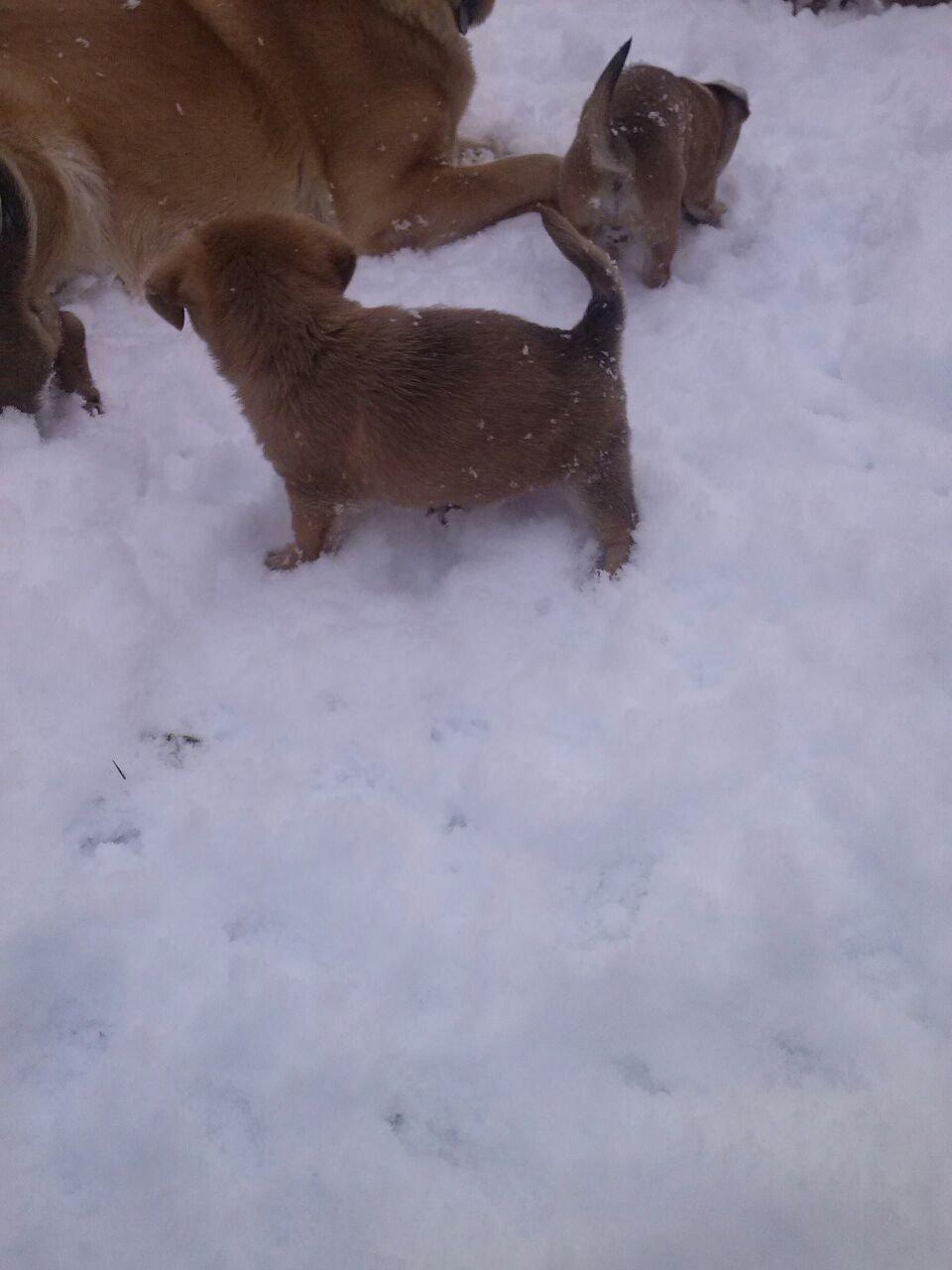 Blanding af racer Schlüter - I sneen for første gang d 14/3-13. 6½ uge gammel. billede 10