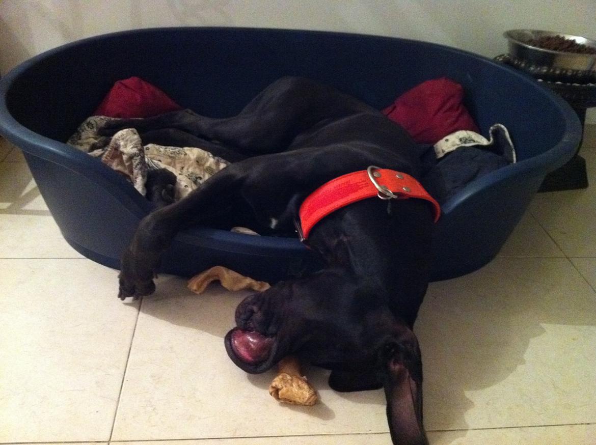 Grand danois King billede 6