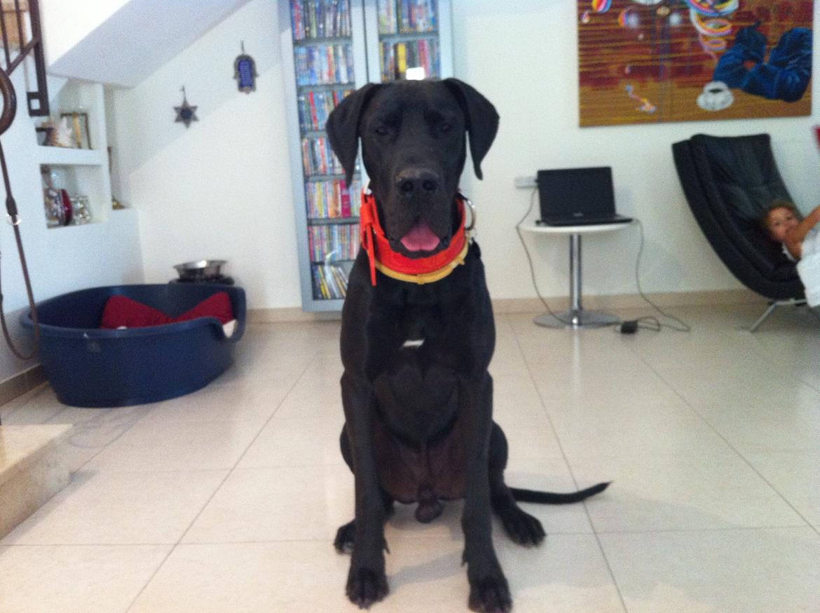 Grand danois King billede 7