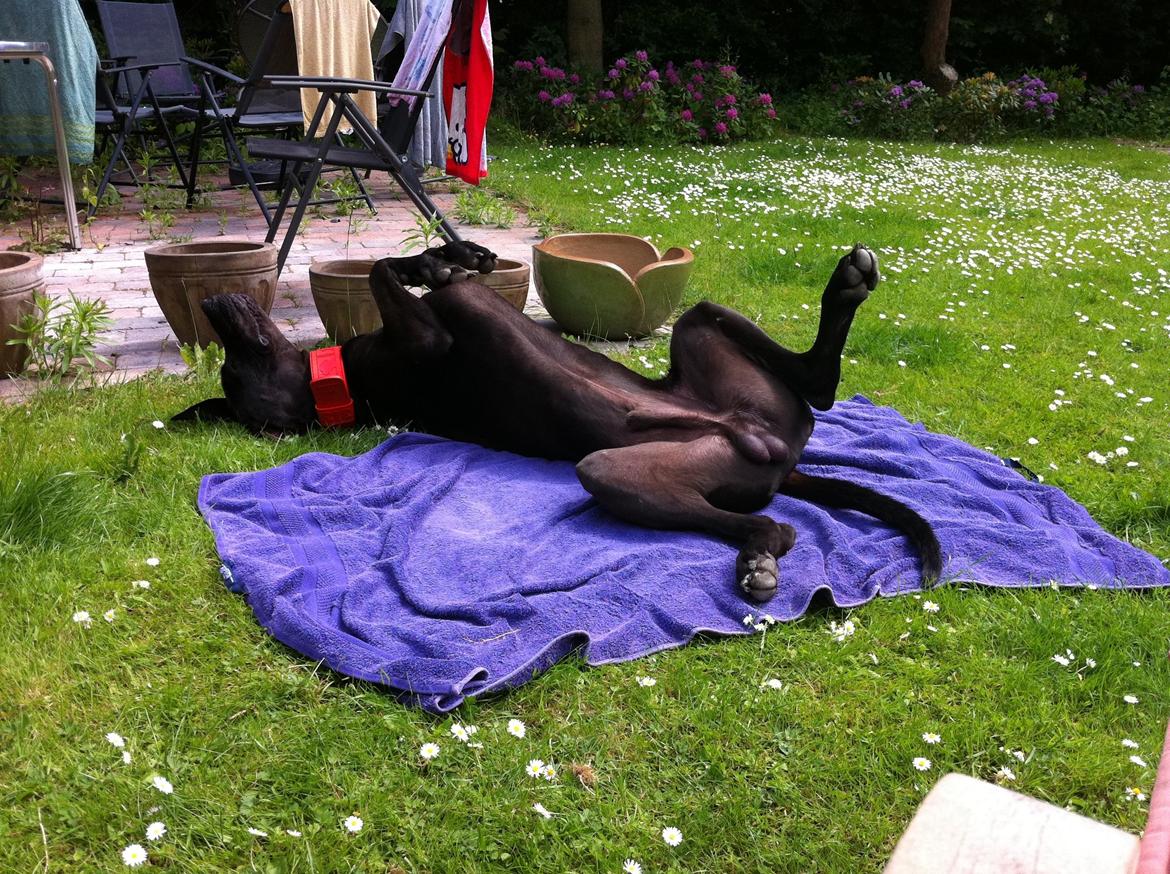 Grand danois King billede 8