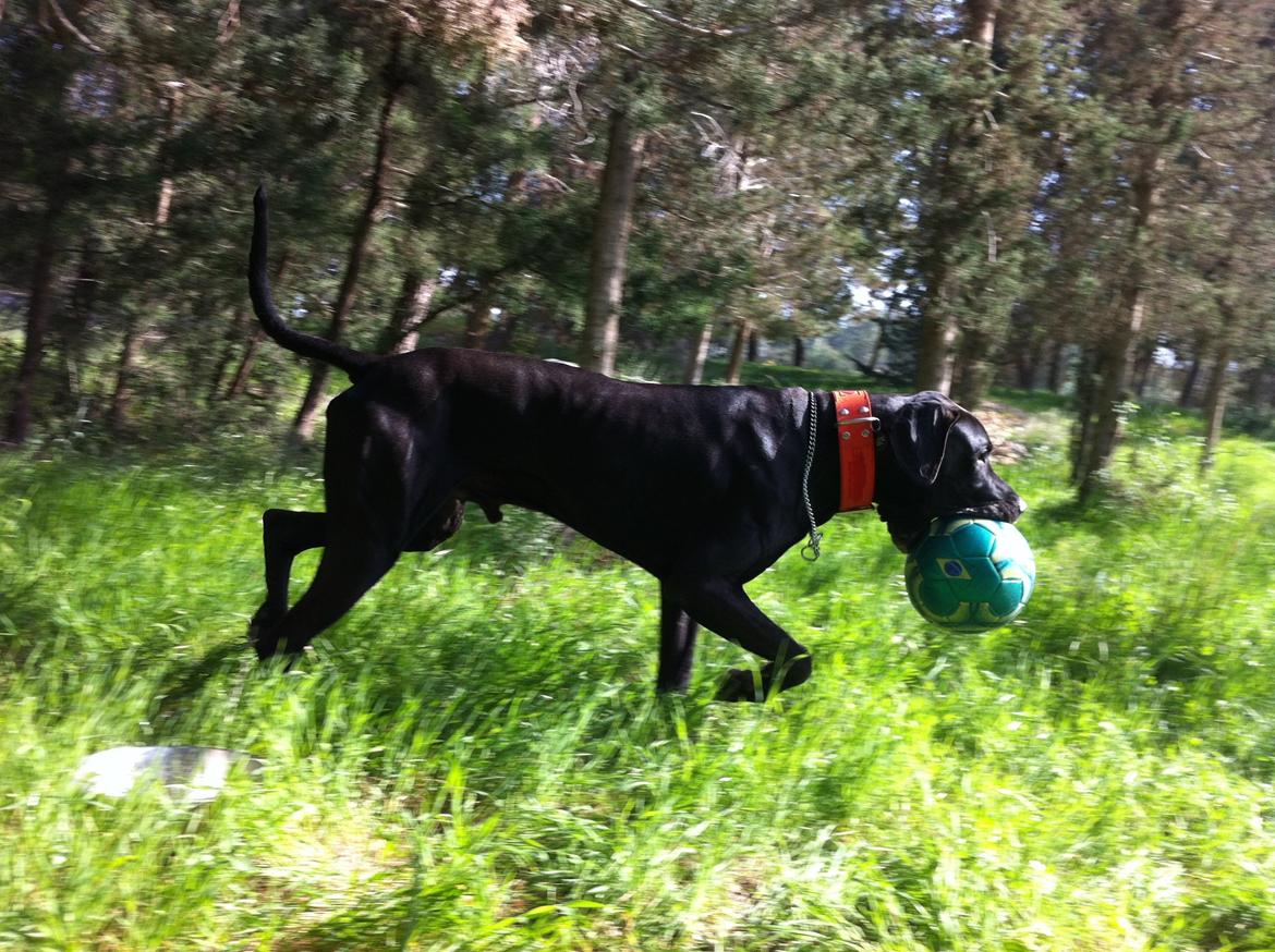 Grand danois King billede 9