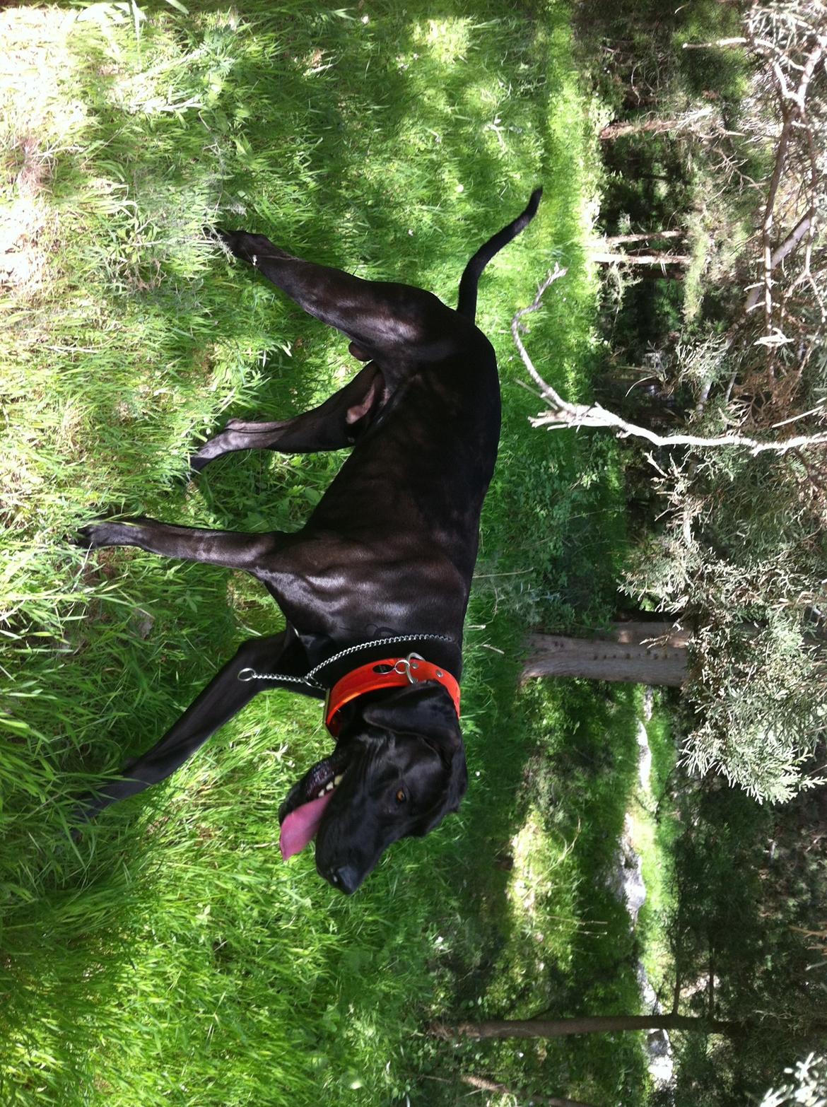 Grand danois King billede 10