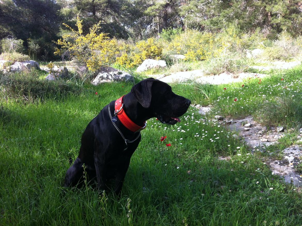 Grand danois King billede 11