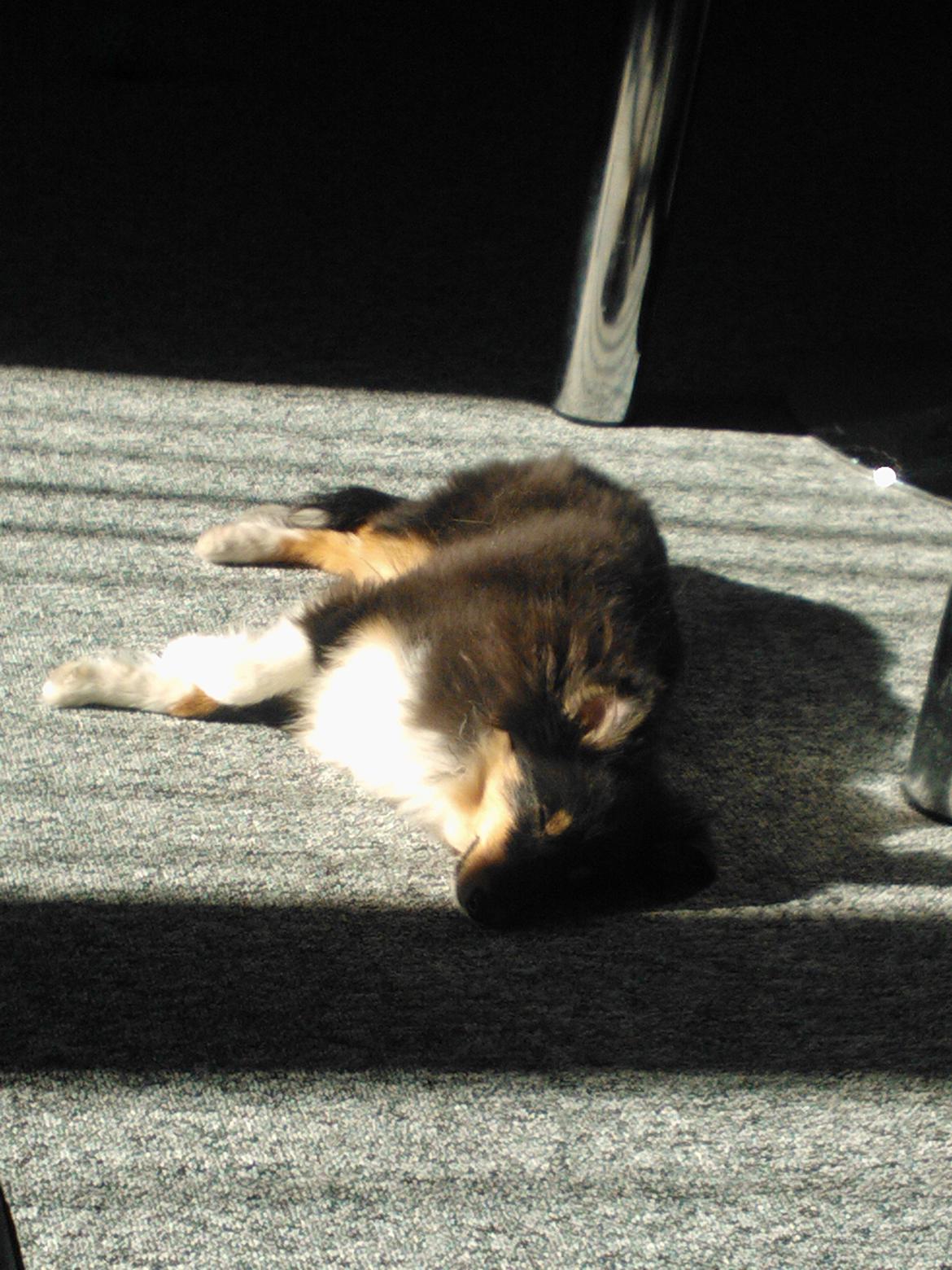 Shetland sheepdog Kennel Harmo9's Tyson. - Jeg kan også ligge og flade ud. billede 10