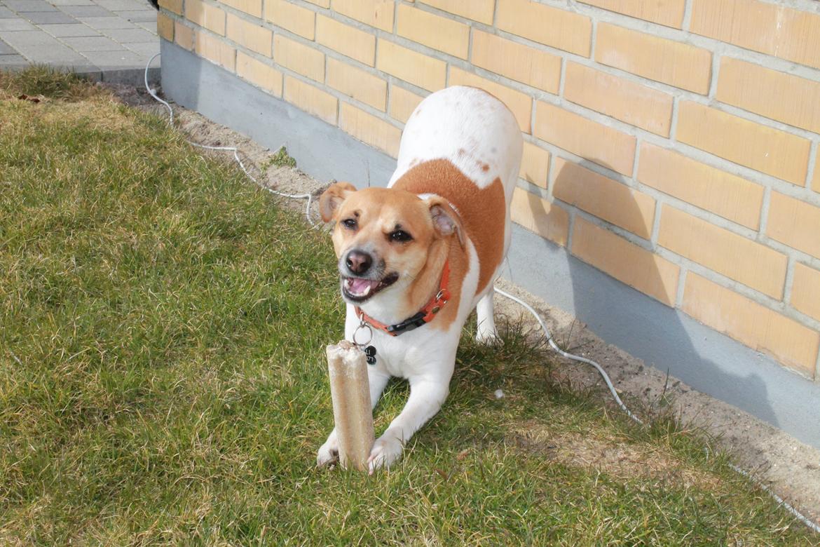 Dansk svensk gaardhund Chilli billede 2