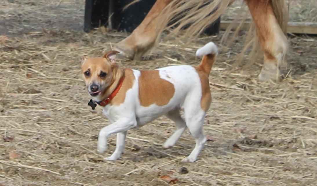 Dansk svensk gaardhund Chilli billede 6
