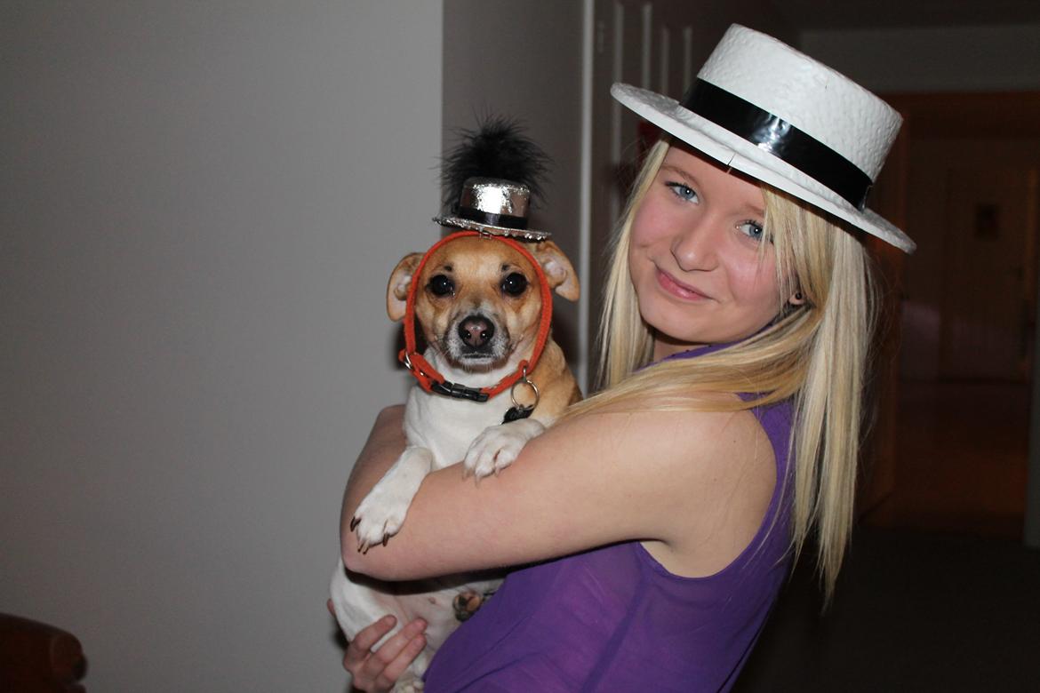 Dansk svensk gaardhund Chilli billede 7