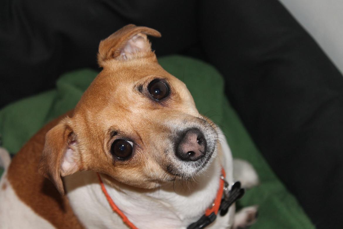 Dansk svensk gaardhund Chilli billede 1