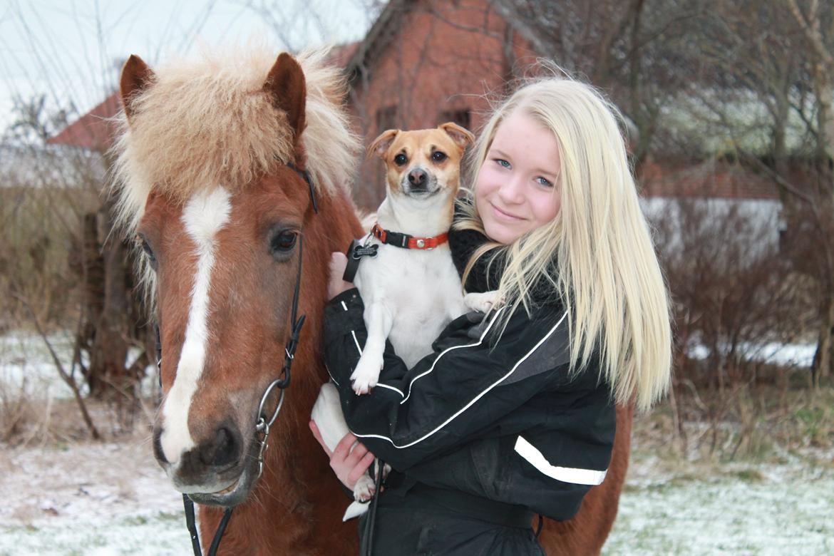 Dansk svensk gaardhund Chilli billede 8