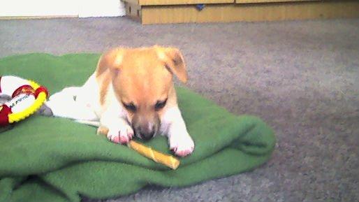 Dansk svensk gaardhund Chilli billede 9