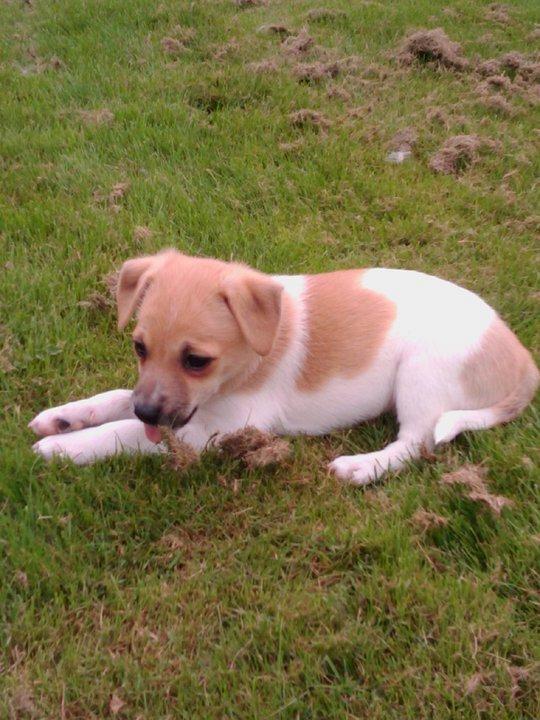 Dansk svensk gaardhund Chilli billede 10