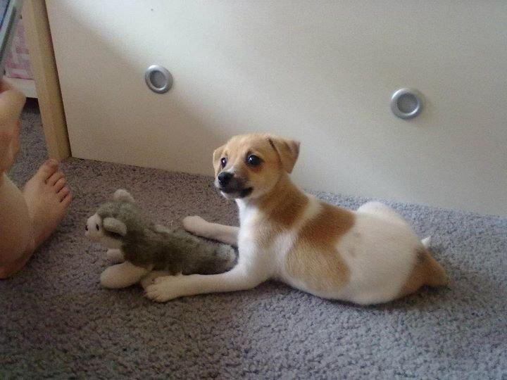 Dansk svensk gaardhund Chilli billede 12