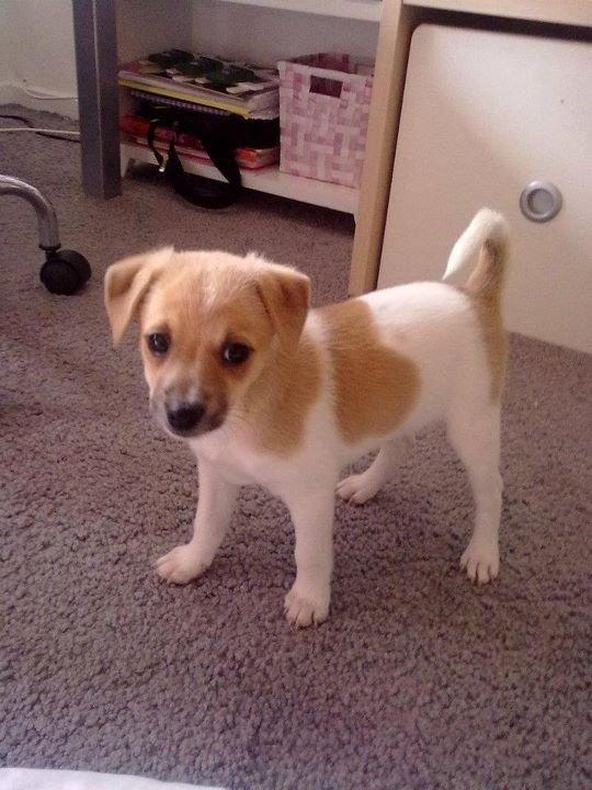 Dansk svensk gaardhund Chilli billede 13