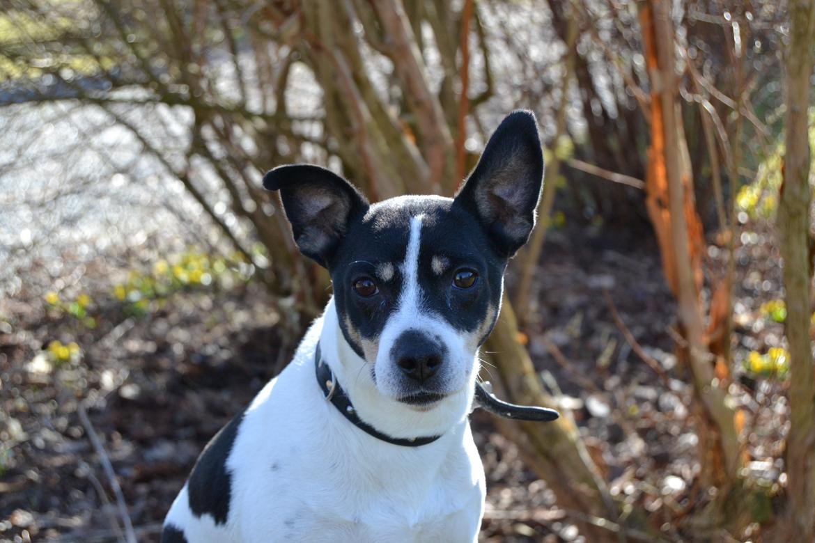 Dansk svensk gaardhund Freja billede 8