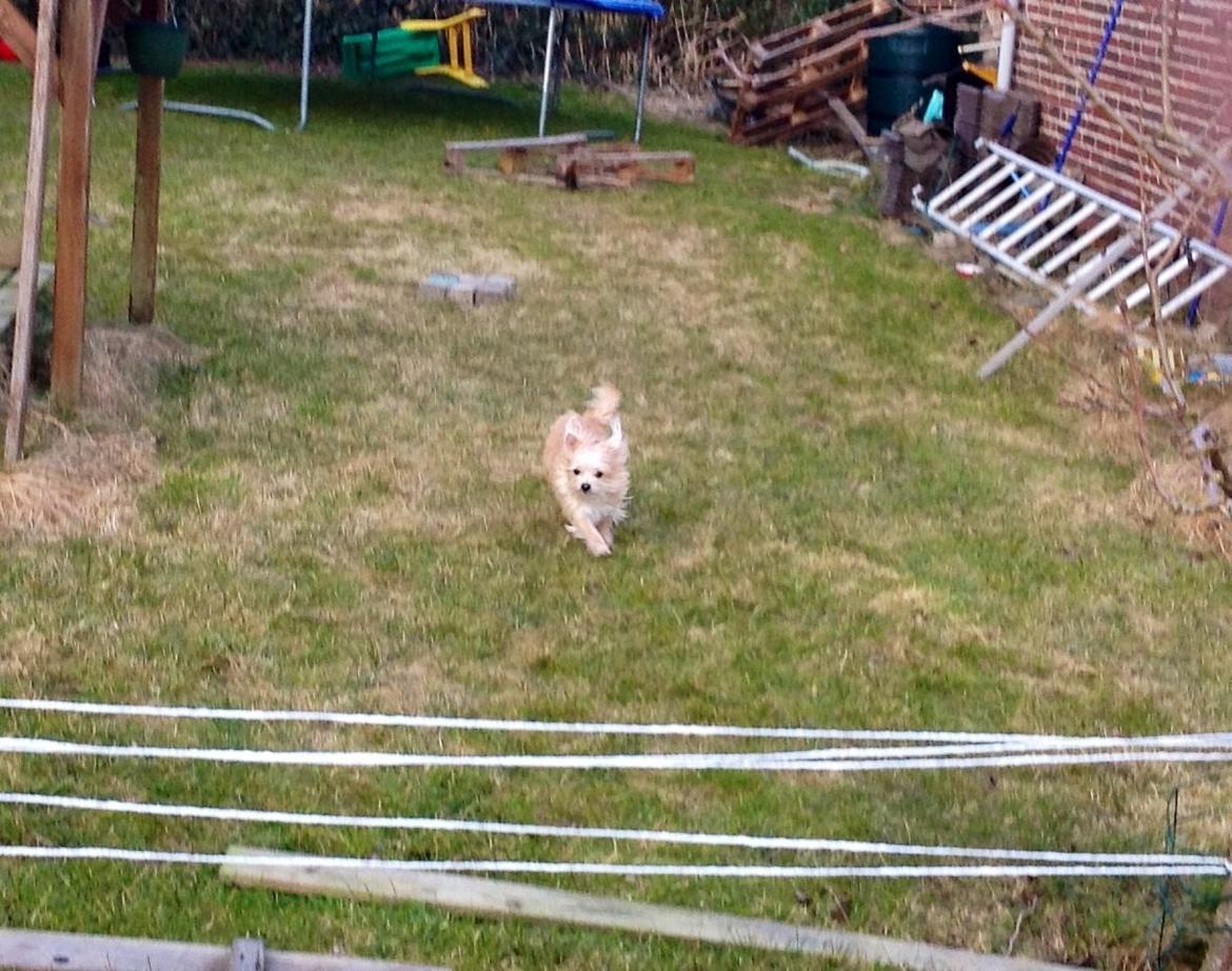 Blanding af racer sussi billede 9