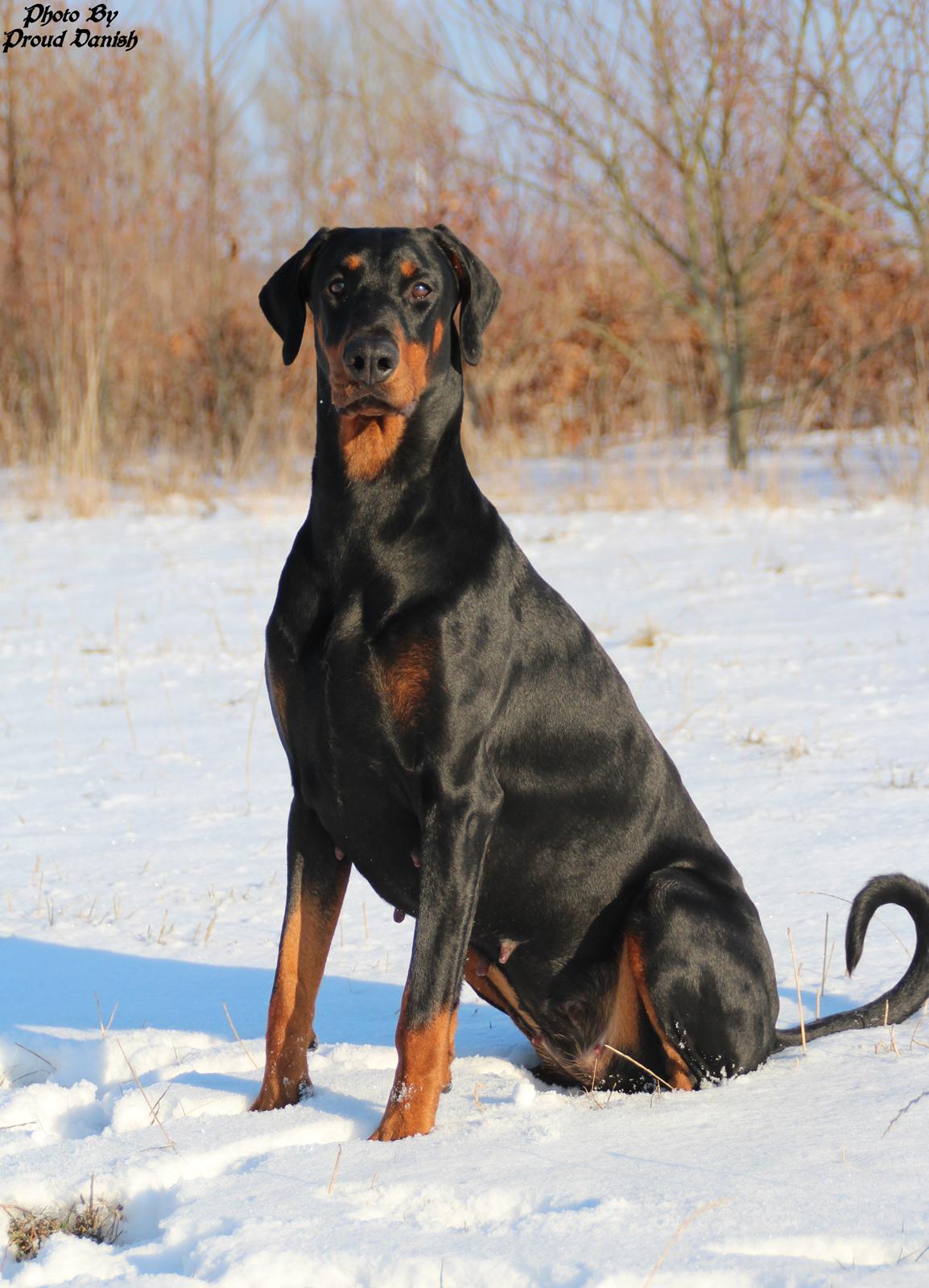 Dobermann Proud Danish Dream Of Mine billede 3