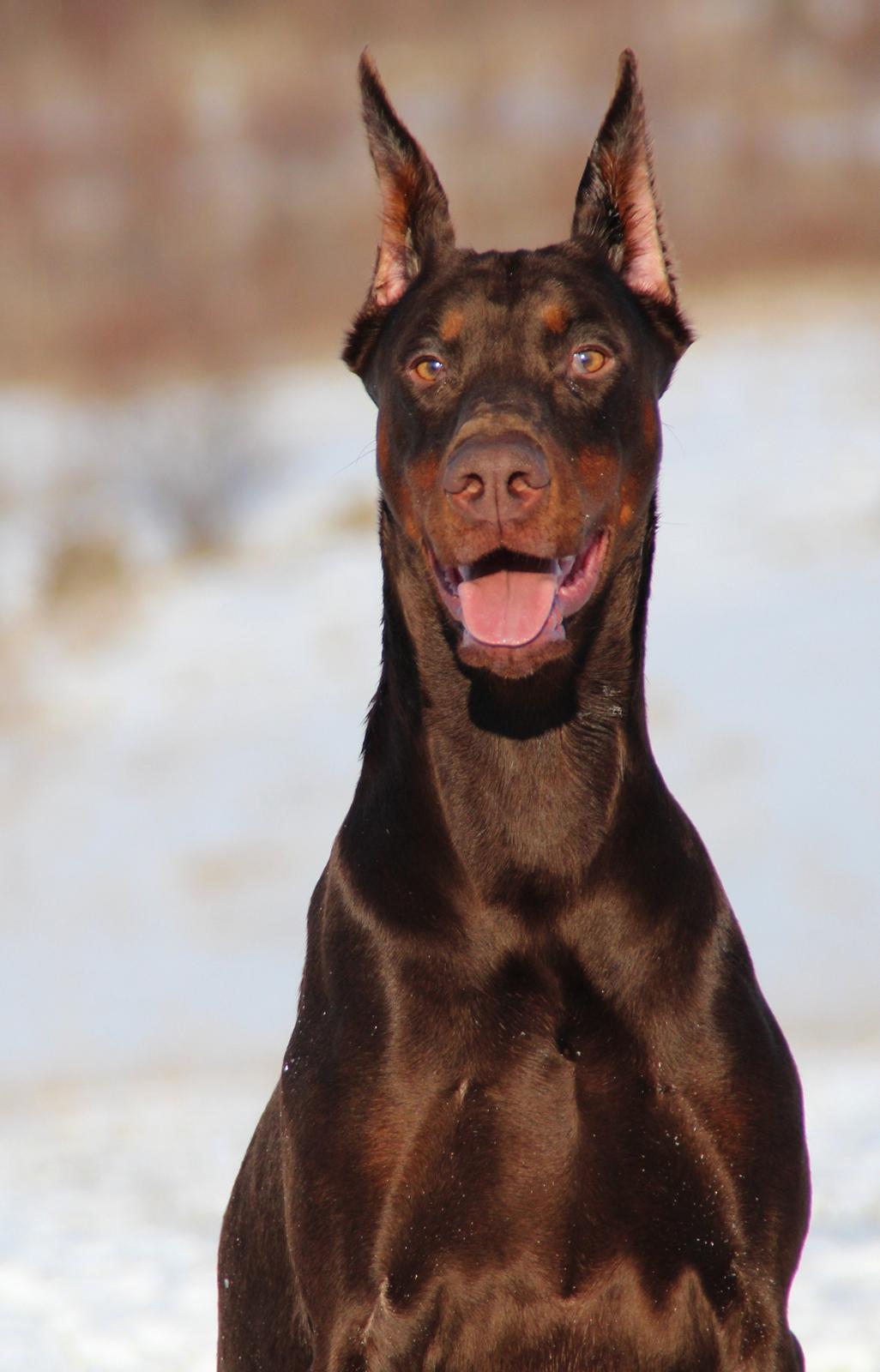 Dobermann Master Mia V Masterhof - 5 år billede 1