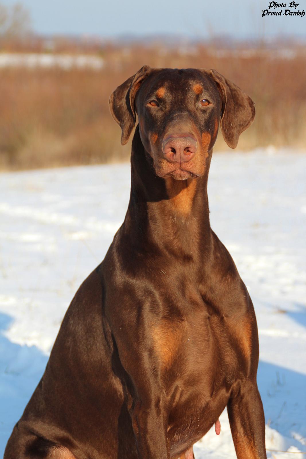 Dobermann Serbian Star V Masterhof - 3½ år billede 2