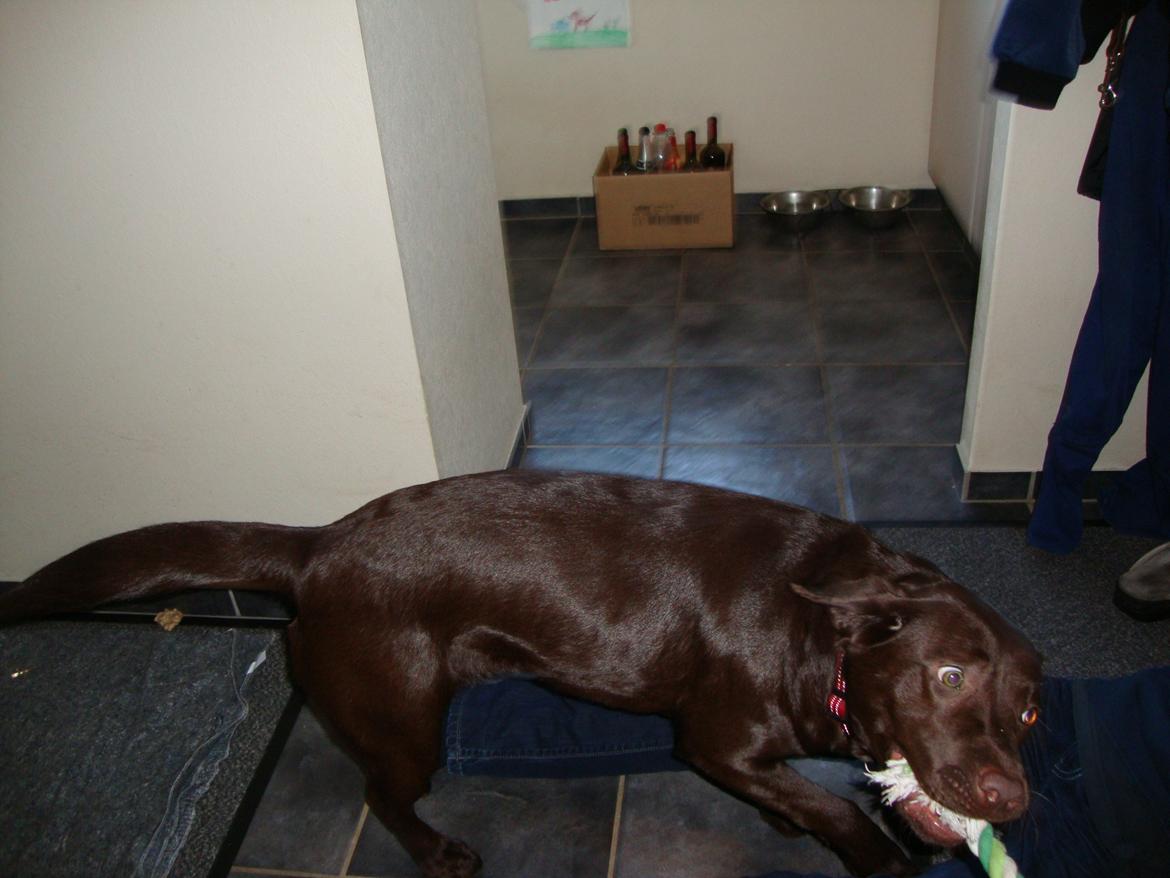 Labrador retriever Mokka! <3 billede 2