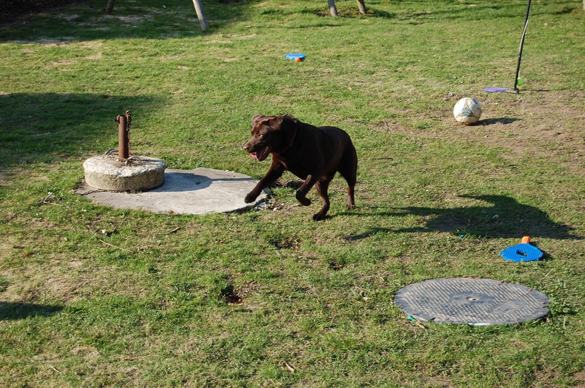 Labrador retriever Mokka! <3 billede 3